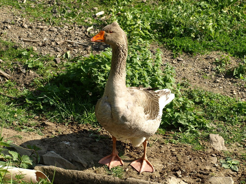 Goose Animal Gander Bird-20 Inch By 30 Inch Laminated Poster With