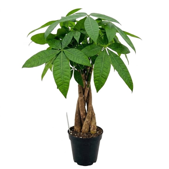 NYGardenia Live Money Tree Plant in 4" Nursery Pot, Braided Pachira Aquatica Bonsai Indoor Houseplant