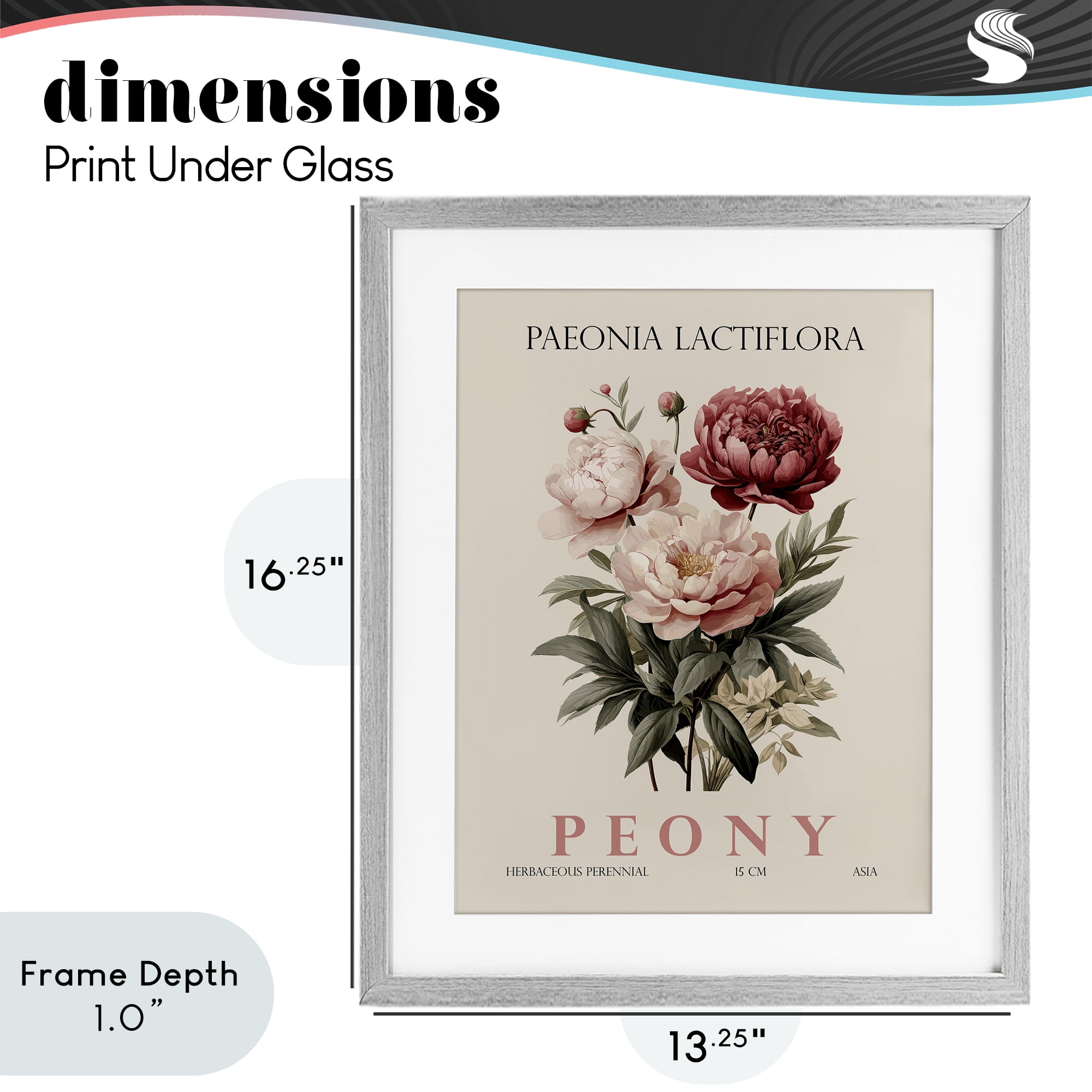 Stupell Industries Natural Peony Bundle Gray Framed Print Under Glass, design by Christopher Giampietro