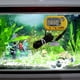 thumbnail image 4 of Termómetro para Pecera Ventosa para Reptiles Y Tortugas Caja para Buceo Termómetro Electrónico (amarillo), 4 of 6