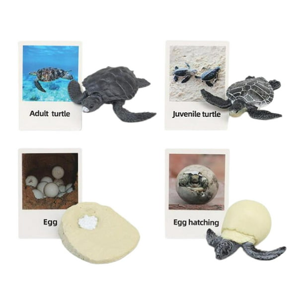 Ciclo de vida Juguete Educación temprana Modelo realista de etapa de crecimiento Animal Ciclo de crecimiento Tortuga marina