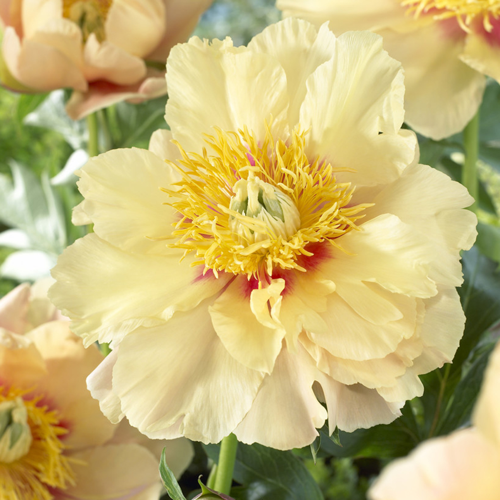 Van Zyverden Itoh Peony Prairie Charm 1 Plant Root Yellow Partial Sun Perennial Deer Resistant 1 lb