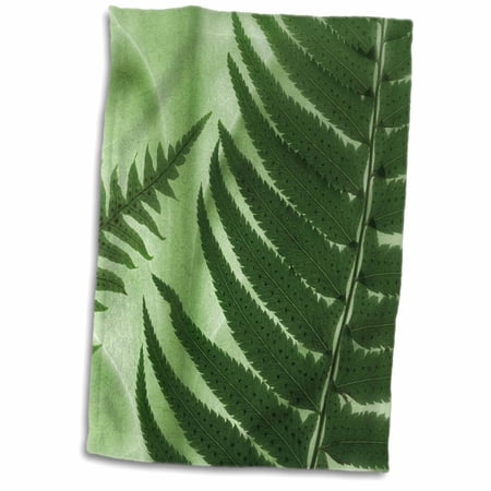 3dRose USA  Washington  Seabeck. Oak fern and sword fern backlit. - Towel  15 by 22-inch