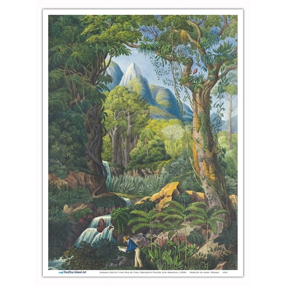 Brazil Forest - Zoologist Johann Baptist von Spix - Vintage Botanical Illustration by Carl Friedrich Philipp von Martius c.1820s - Master Art Print (Unframed) 9in x 12in