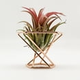 thumbnail image 3 of leaveforme 3Pcs Decorative Geometric Fern Plant Stand Metal Widely Use Air Plant Stand Holder Bar Decor, 3 of 8