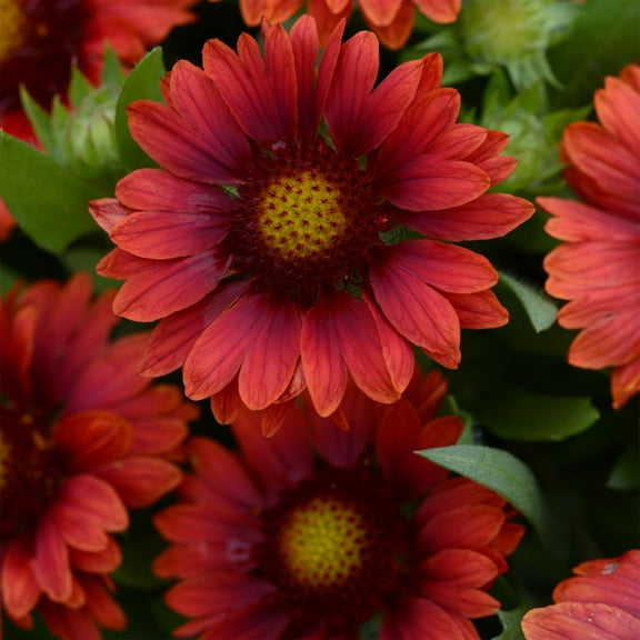 Gaillardia x Grandiflora Mesa Red Blanket Flower Drought Tolerant Garden Seeds - 50 Seeds