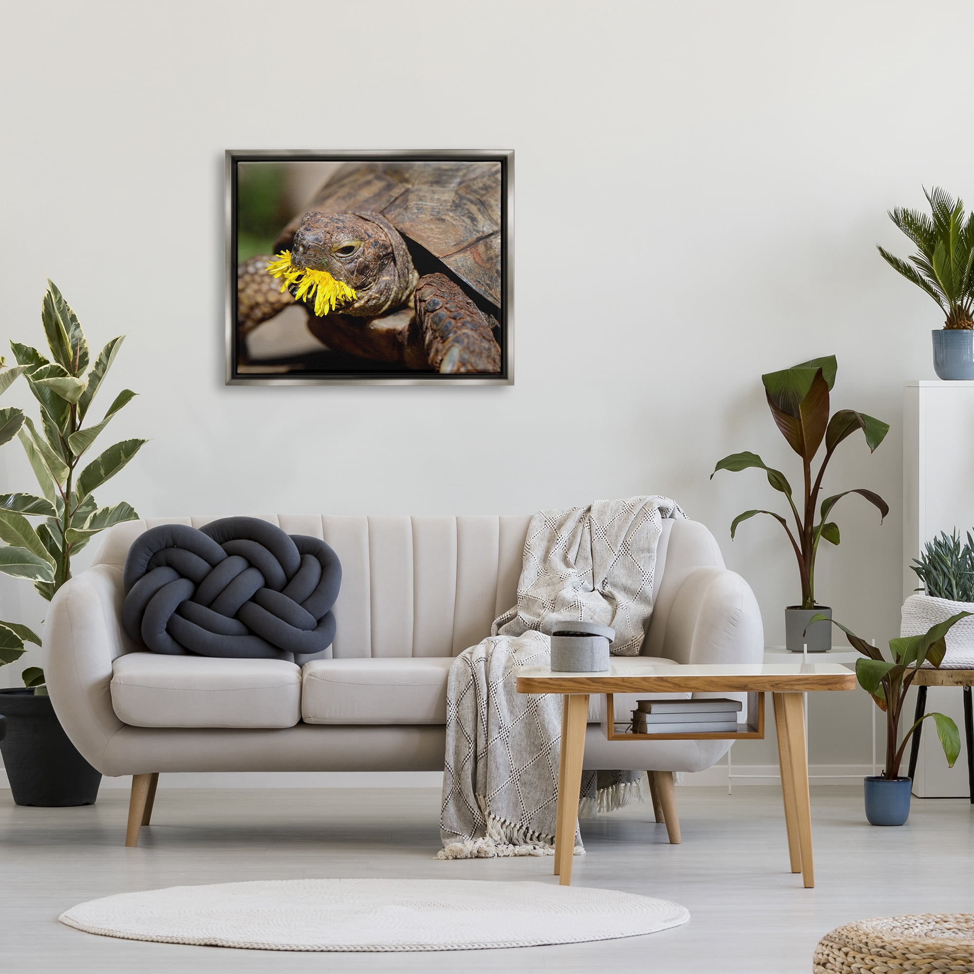 Stupell Industries Turtle Eating Dandelion Animals & Insects Photography Gray Floater Framed Canvas Art Print Wall Art, 31 x 25