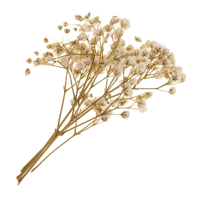 Flor seca Cielo estreldo Flores Decoración navideña Floral Estilo rústico Florero Decoración Flor para decoración del hogar / Boda / Soledad Flores secas prensadas naturales