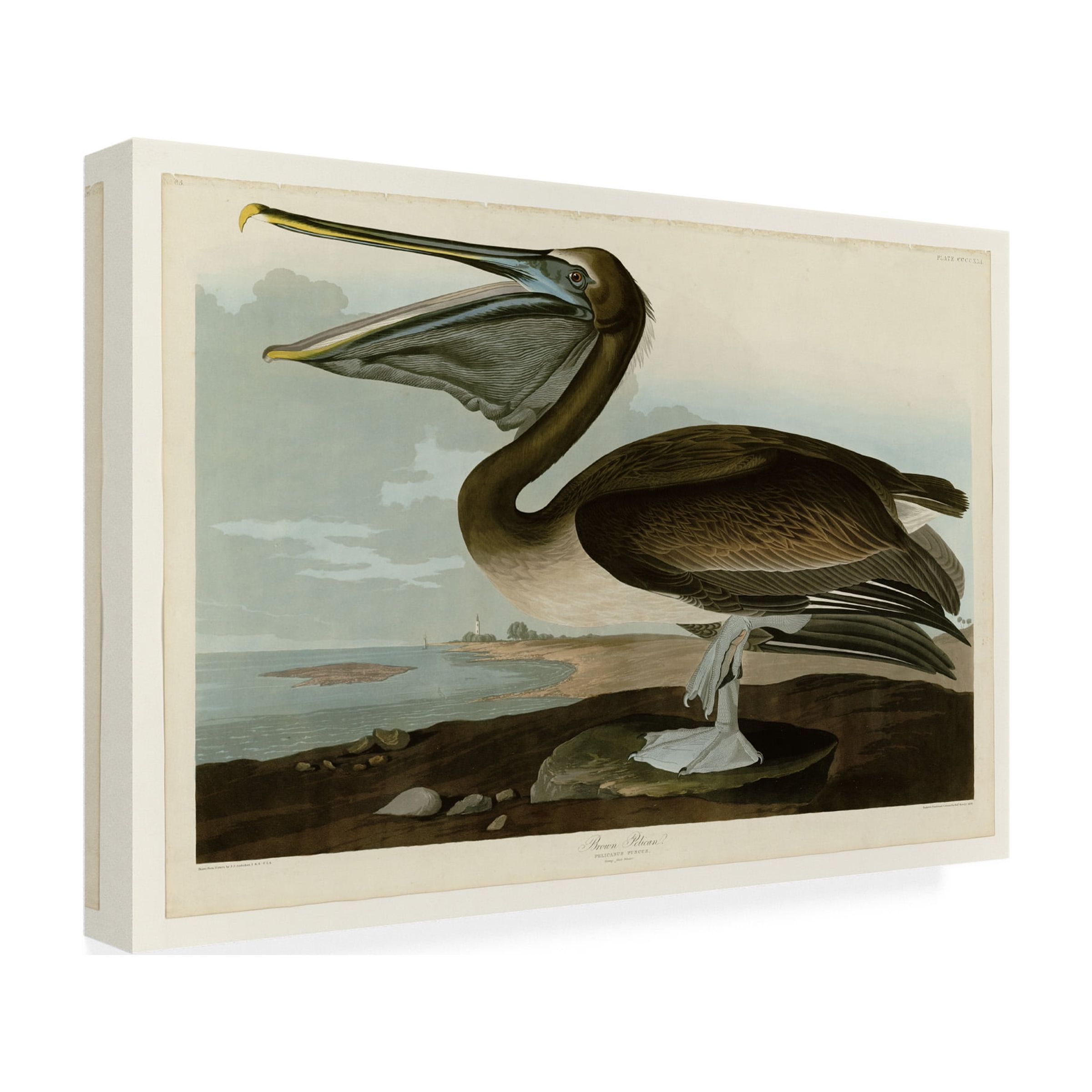 John James Audubon 'Brown Pelican' Canvas Art