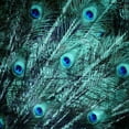 thumbnail image 2 of Villa, Mlli 26x26 White Modern Wood Framed Museum Art Print Titled - Peacock Spread, 2 of 4