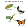 thumbnail image 4 of Odowalker Set de 24 Figuras del Ciclo de Vida de Insectos, 4 of 5