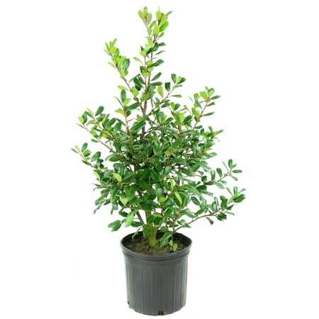 National Plant Network 3 gal Holly 'Nellie R. Stevens' Live Perennial Shrub with Full Sunlight