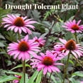 thumbnail image 4 of EuroBlooms Magnus Purple Coneflower Bulbs, Bag of 4, Native Perennial Pollinator Garden Plant, 4 of 9