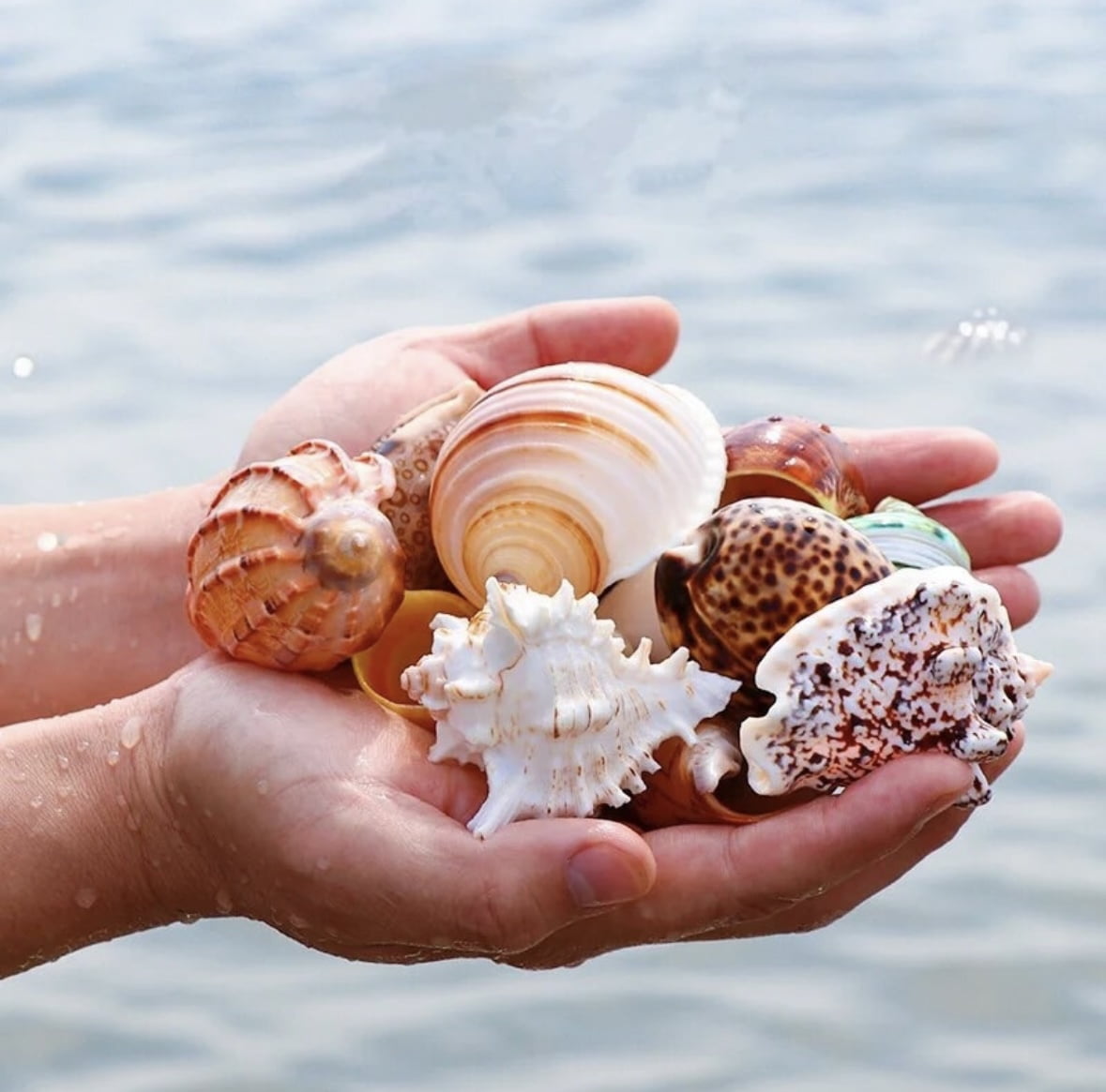 Mixed Seashells Assorted Rare Colorful Natural Mix Sea Shells Beach Home Decor Tropical Art Craft Fish Tank Aquarium Ocean House Decoration