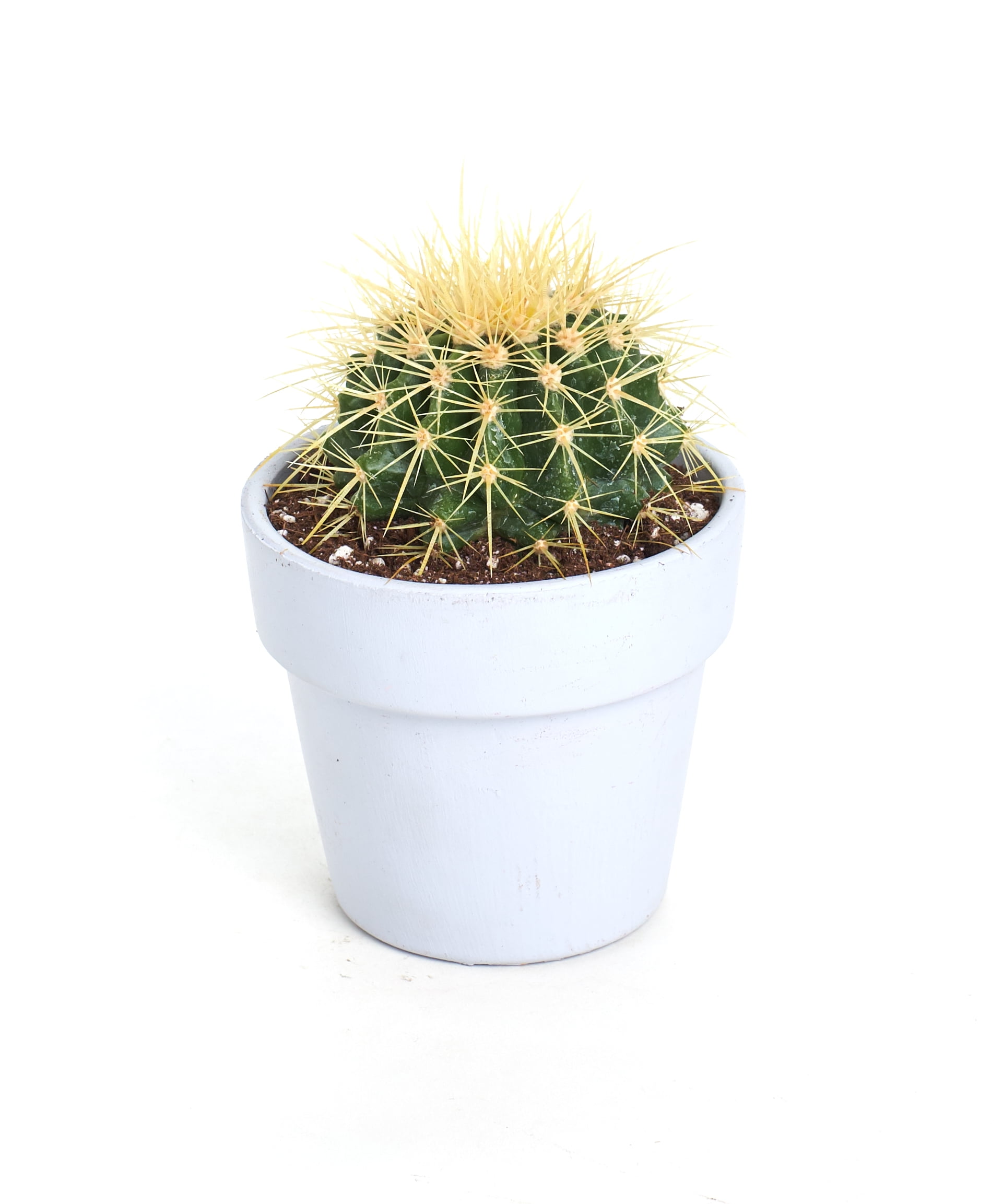 Pastel Terracotta Cactus Spring Succulent Planter ...