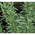 thumbnail image 5 of Rosemary Certified Organic 3.5” pot, 5 of 5