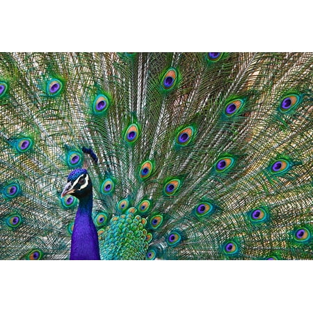 - Canvas de Zoo Bird Peacock Animals Feathers Colorful Stretched Canvas 10 x 14