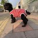thumbnail image 1 of Pantalones fisiológicos de una pieza para perros y mascotas, pantalones sanitarios, pantalones menstruales de peluche, pantalones de algodón a rayas para mujeres, 1 of 5