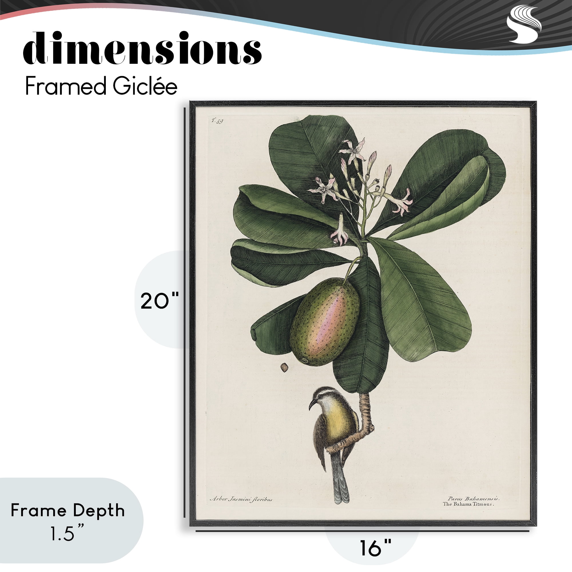 Stupell Industries Catesby Flora & Fauna Black Framed Giclee Art, design by Print Collection