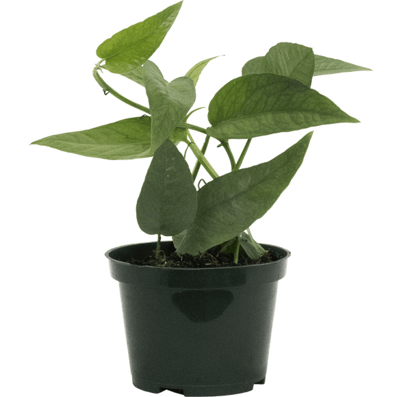 Epipremnum Pinnatum | Cebu Blue Pothos (S) Live Plants in 4" growers pot
