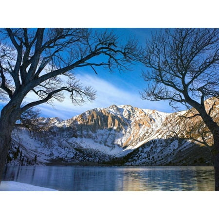 Laurel Tree - Laurel Mountain and Convict Lake framed by barren trees in winter eastern Sierra Nevada California Poster Print by Tim Fitzharris