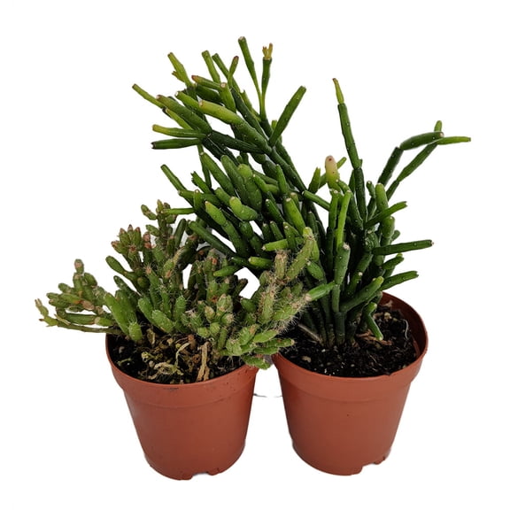 Drunkard's Dream Cactus/Spice Cactus - Rhipsalis - 2" Pots 2 Pack