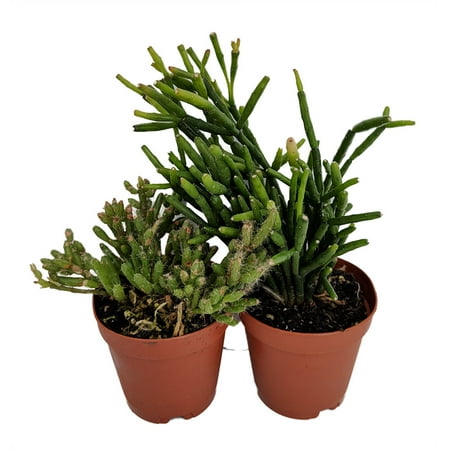 Barrel Cactus Seeds - Drunkard's Dream Cactus - Rhipsalis - 2