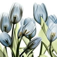 thumbnail image 2 of Koetsier, Albert 26x26 Black Ornate Wood Framed with Double Matting Museum Art Print Titled - Tulip Blues 1, 2 of 4