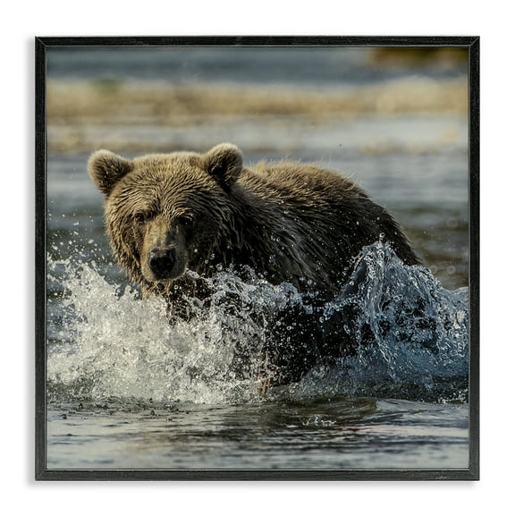 Stupell Industries Bear Splashing in River Animals Photography Black Framed Art Print Wall Art, 12 x 12