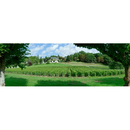 - Scenic view of vineyard Vouvray Noizay Indre-et-Loire Loire Valley France Poster Print
