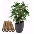 thumbnail image 5 of 2pcs Coir Totem Pole 12 Inch Plant Support Extension Plant Coir Moss Stick, 5 of 5