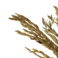 thumbnail image 4 of Vickerman 36" Natural Congo Grass, 8 oz Bundle, Dried, 4 of 4