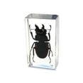 thumbnail image 3 of Ed Speldy East PW209 Real Bug Paperweight Regular-Medium-Stag Beetle, 3 of 3