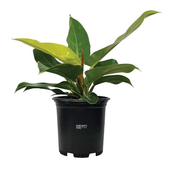 Nature's Way Farms Philodendron Moonlight Live Plant (18-24 in. Tall) in Grower Pot