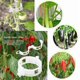 thumbnail image 4 of Hoidokly Clips de jardín Soporte para Plantas, plástico Vid Tomate, duraderos Flores Cordel, Orquídea Crecer Vertical y más Saludable (Blanco-50pc) Blanco-50pc, 4 of 7