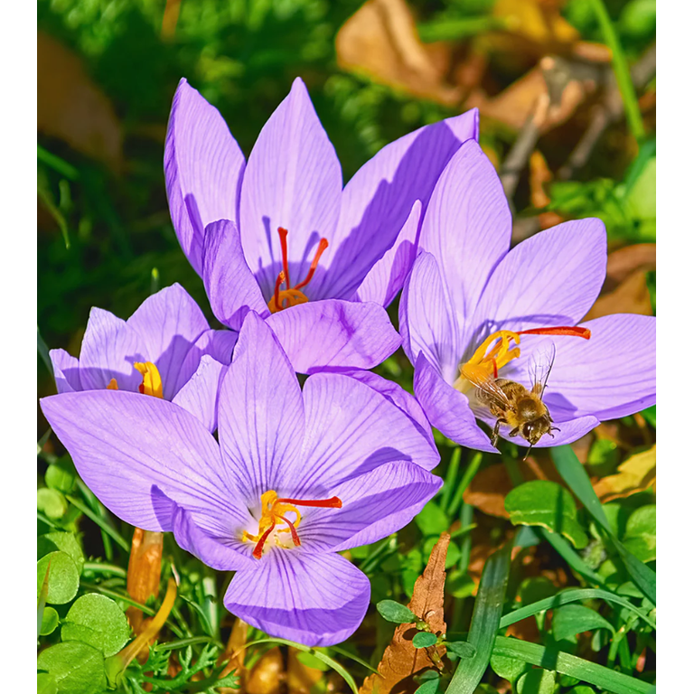50 Saffron Seeds for Planting, Flower Saffron Crocus Seeds Rare Saffron  Live for Outdoor Garden