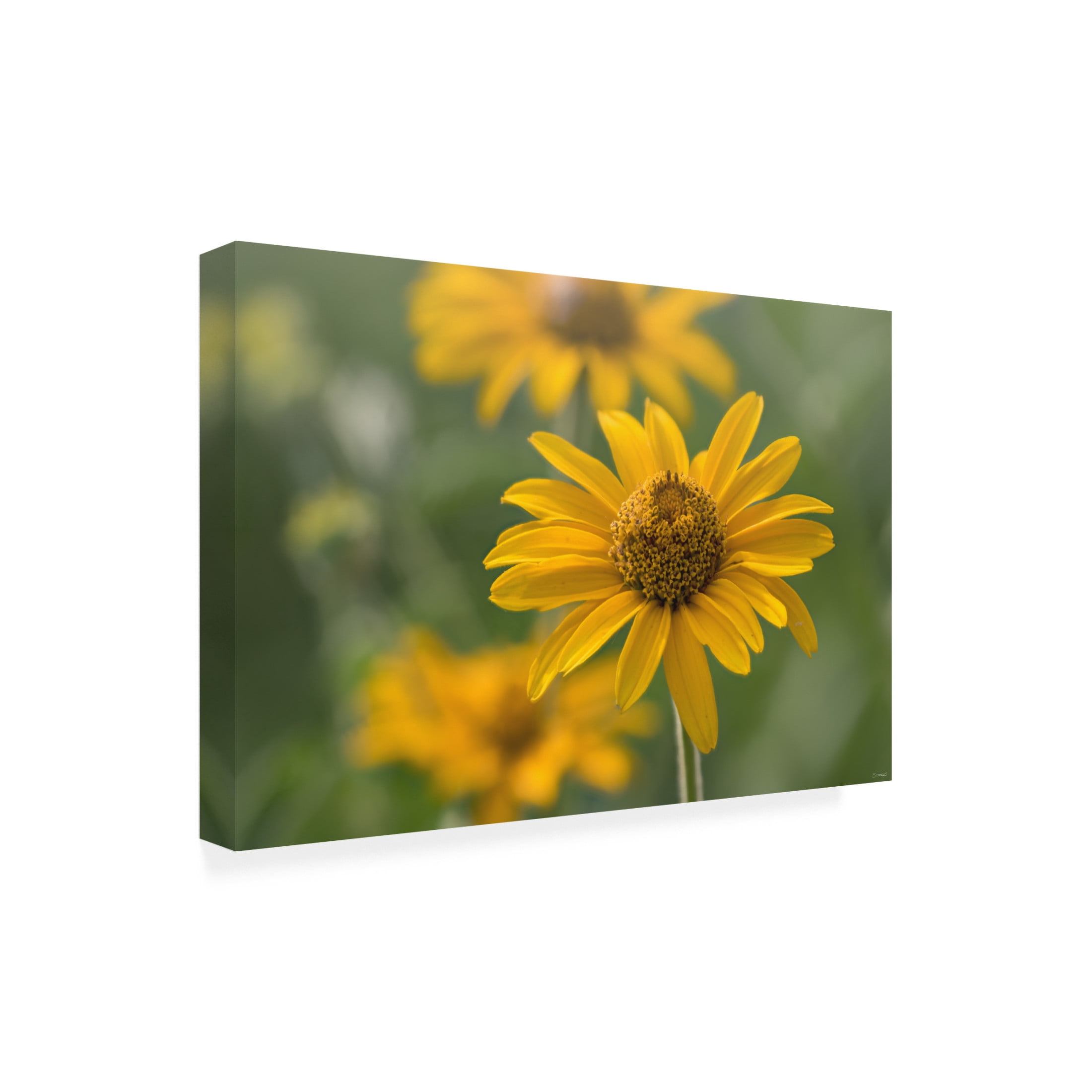 Canvas Wall Art - Gordon Semmens 'Textures 14' Wall Art for Living Room, Bedroom, or Office Décor by Trademark Fine Art - 19 x 12 Inches