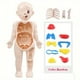 thumbnail image 1 of 14PCS Creative Kid 3D Puzzle Human Body Anatomy Model Educational Learning Organ Assembled Toy, Body Organ Teaching Tool For Children DIY Assembled Medical Early Education Toys, 1 of 4
