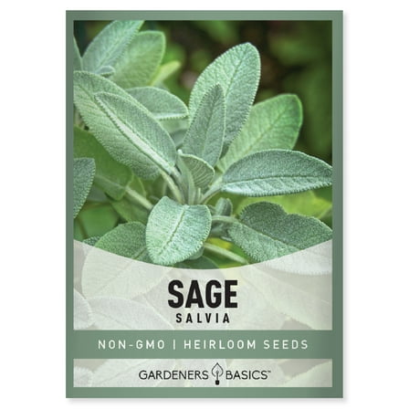 Broadleaf Sage Seeds