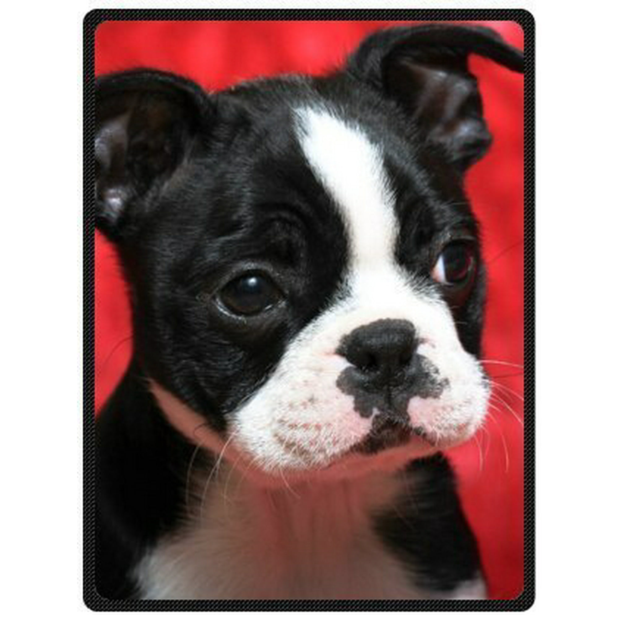 How To Tell A Purebred Boston Terrier