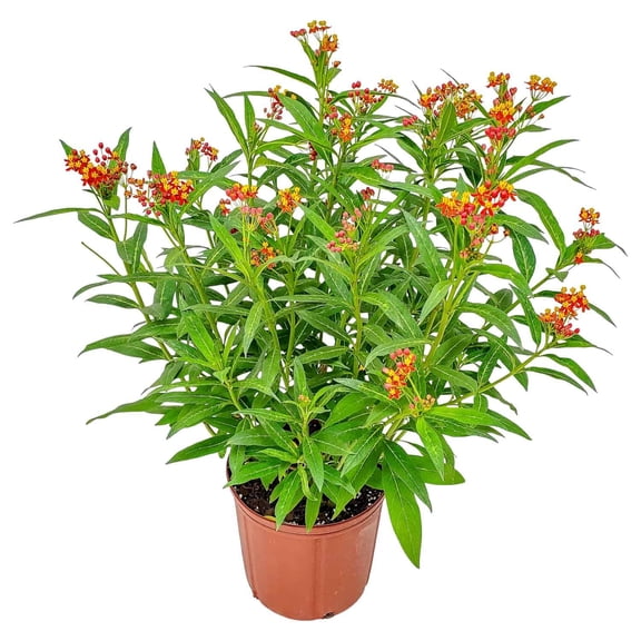 Tropical Plants of Florida 28" to 34" Milkweed Plant; Butterfly Attractor, Full Sunlight, Outdoor Garden, 10" Nursery Planter