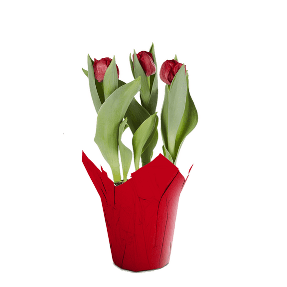 Gifts in Bloom 6 inch Red Tulip Live Plant in Decorative Pot with Indirect Sunlight