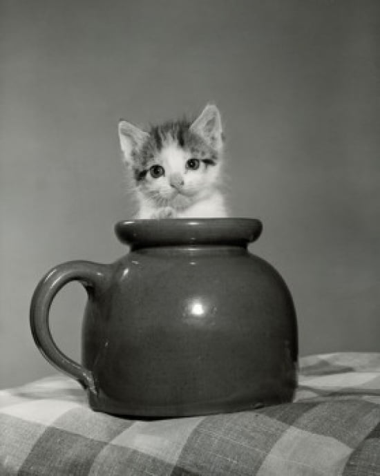 Posterazzi Kitten I