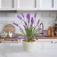 thumbnail image 1 of Planta artificial moderna Artego con maceta decorativa Lavanda Compacta Pack de 2 unidades 34cm de alto, 1 of 9
