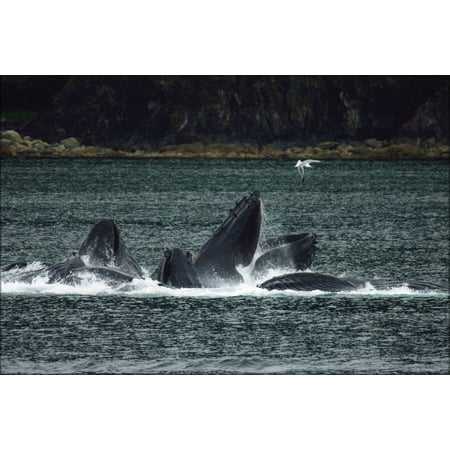 24"x36" Gallery Poster, Humpback whales in the Lynn Canal north of Juneau, Alaska