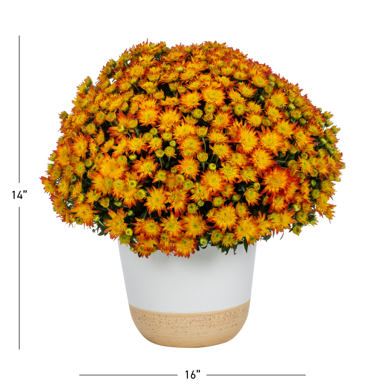 Better Homes & Gardens Scents of the Season 1G Orange Mum Live Plant Decorative Pot Pumpkin & Chai Sun - image 5 of 9