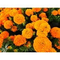 thumbnail image 3 of TomorrowSeeds - Hawaii Orange African Marigold Seeds - 3000+ Count - For 2025 Planting Big Beauty, 3 of 10