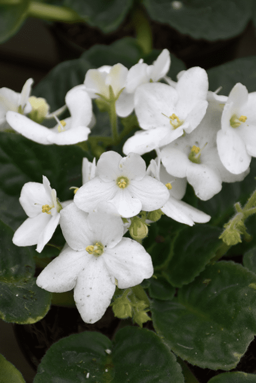 African VioletsWhite Live Plants Houseplants, African Violet Flower 3-5" Tall in 4 Inch Pot, Live African Violet Plant Indoor