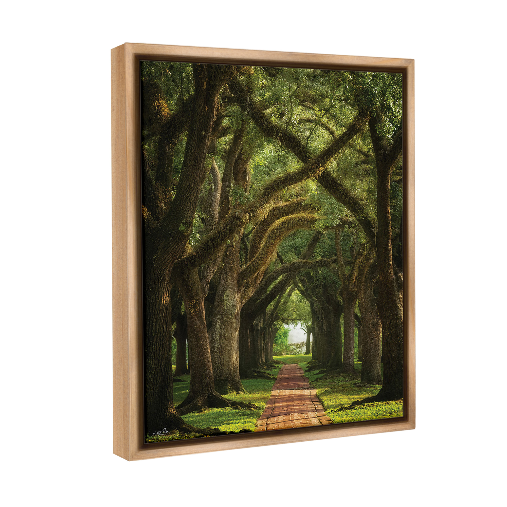 Stupell Industries Shadowed Tree Grove Landscape Photography Brown Floater Framed Canvas Art Print Wall Art, 25 x 31
