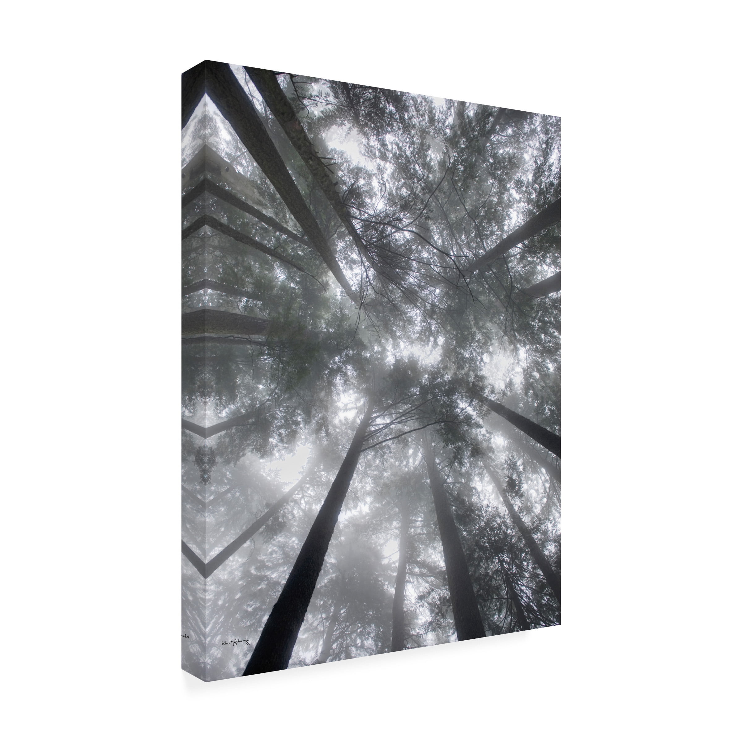 Alan Majchrowicz 'Fir Trees I' Canvas Art